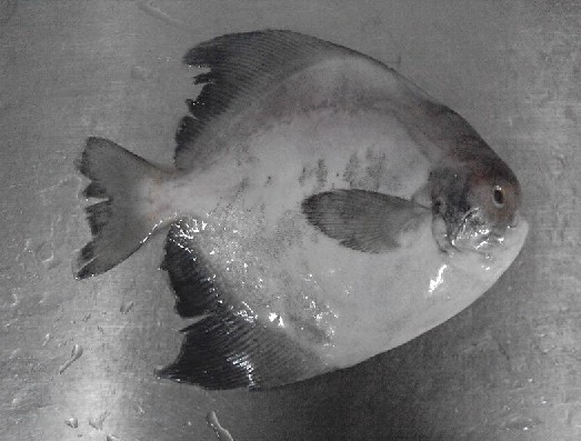 Chinese pomfret (B&W).jpg